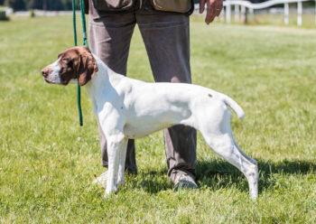 Allevamento Amatoriale Del Cane Da Caccia Del Bugallo Allevamento Amatoriale Del Cane Da Caccia Del Bugallo Razze Bracco Francese Tipo Pirenei Riconoscimento Enci Di Addestratore Cinofilo Pagina 4